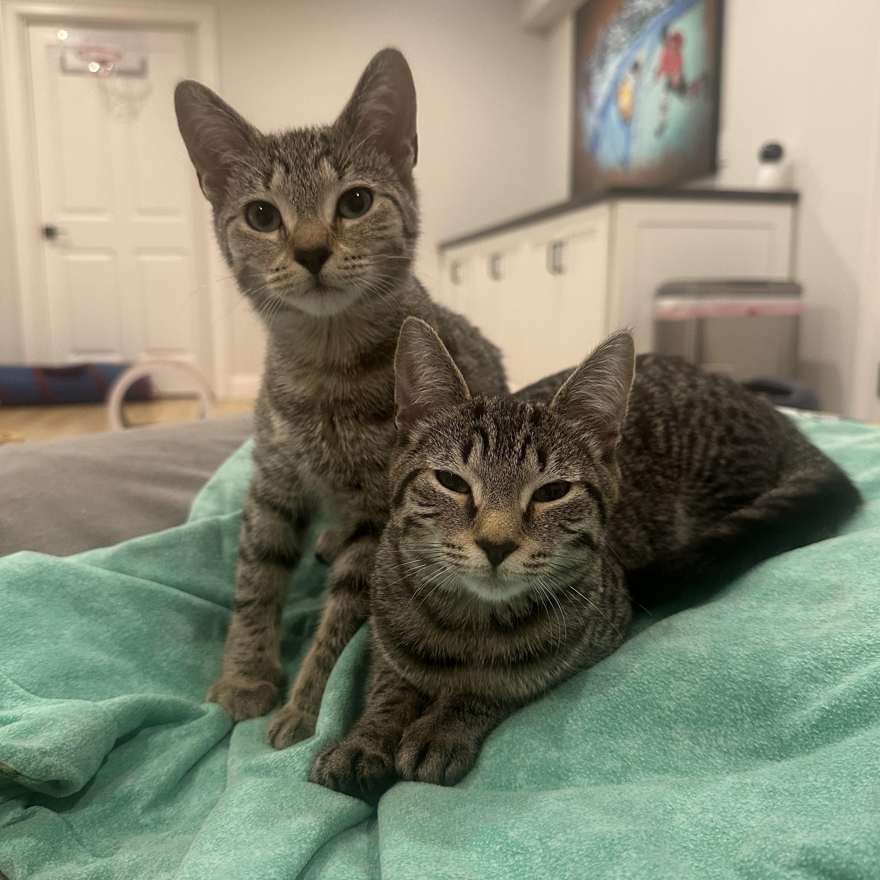 Bix and Mon, Adoptable, Kitten Female Domestic Short Hair.