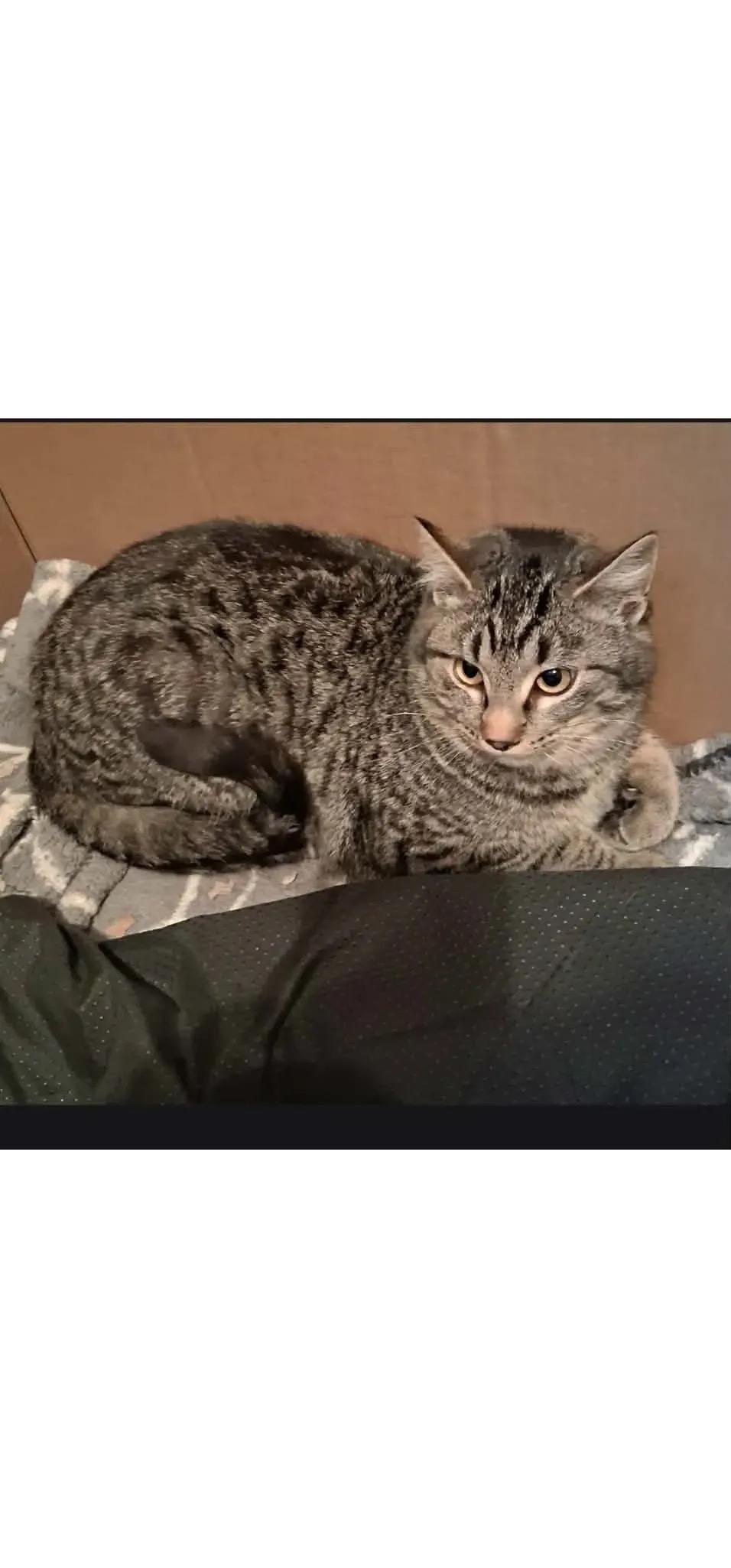 Enlarge Luis, a ADOPTABLE Domestic Short Hair in Missoula, MT image 1/1