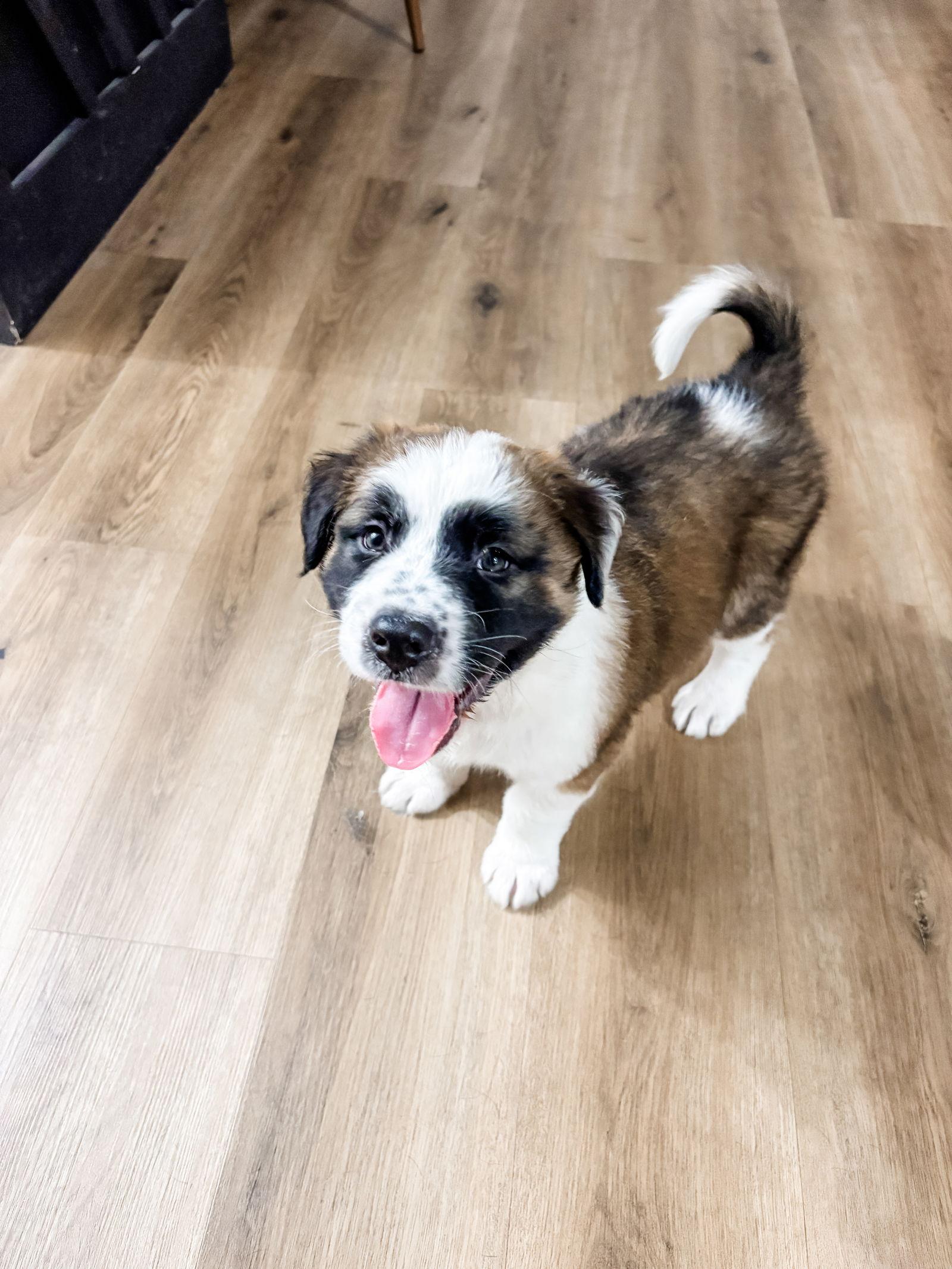 Bernard, Adoptable, Puppy Male Australian Shepherd.