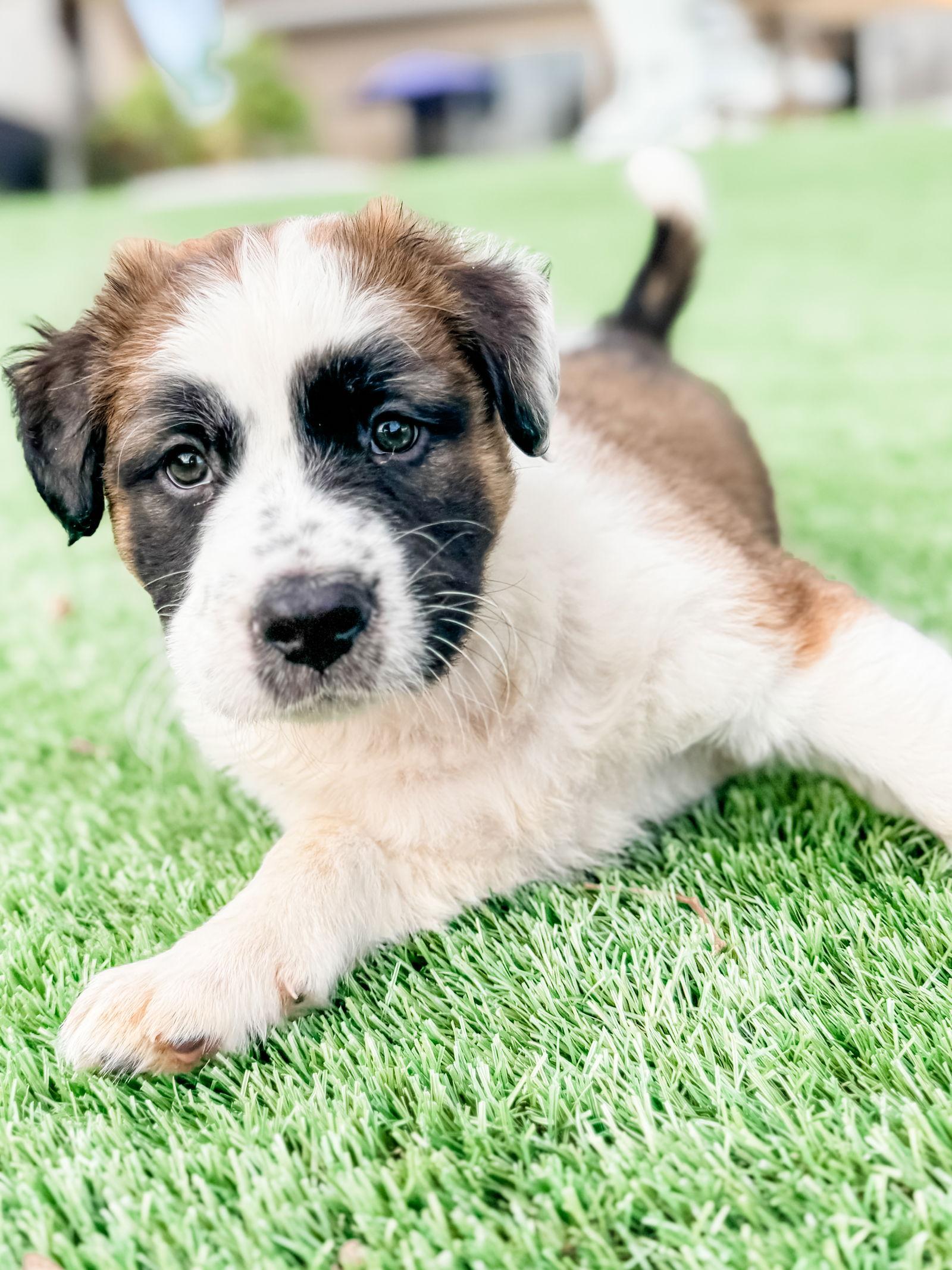 Enlarge Bernard Pup, a Adoptable Australian Shepherd in Valrico, FL image 2/3