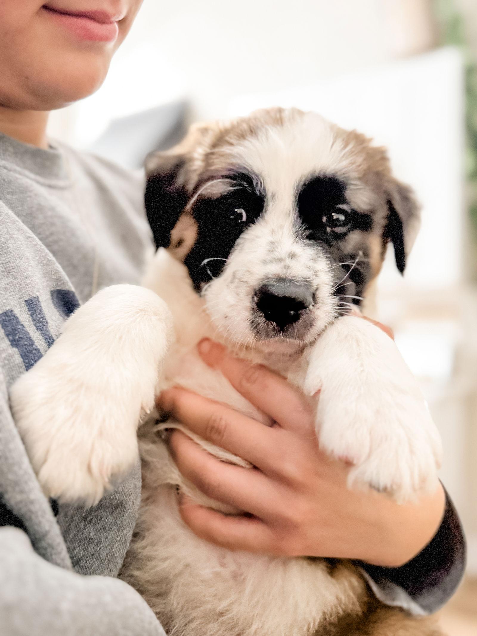 Enlarge Bernard Pup, a Adoptable Australian Shepherd in Valrico, FL image 3/3