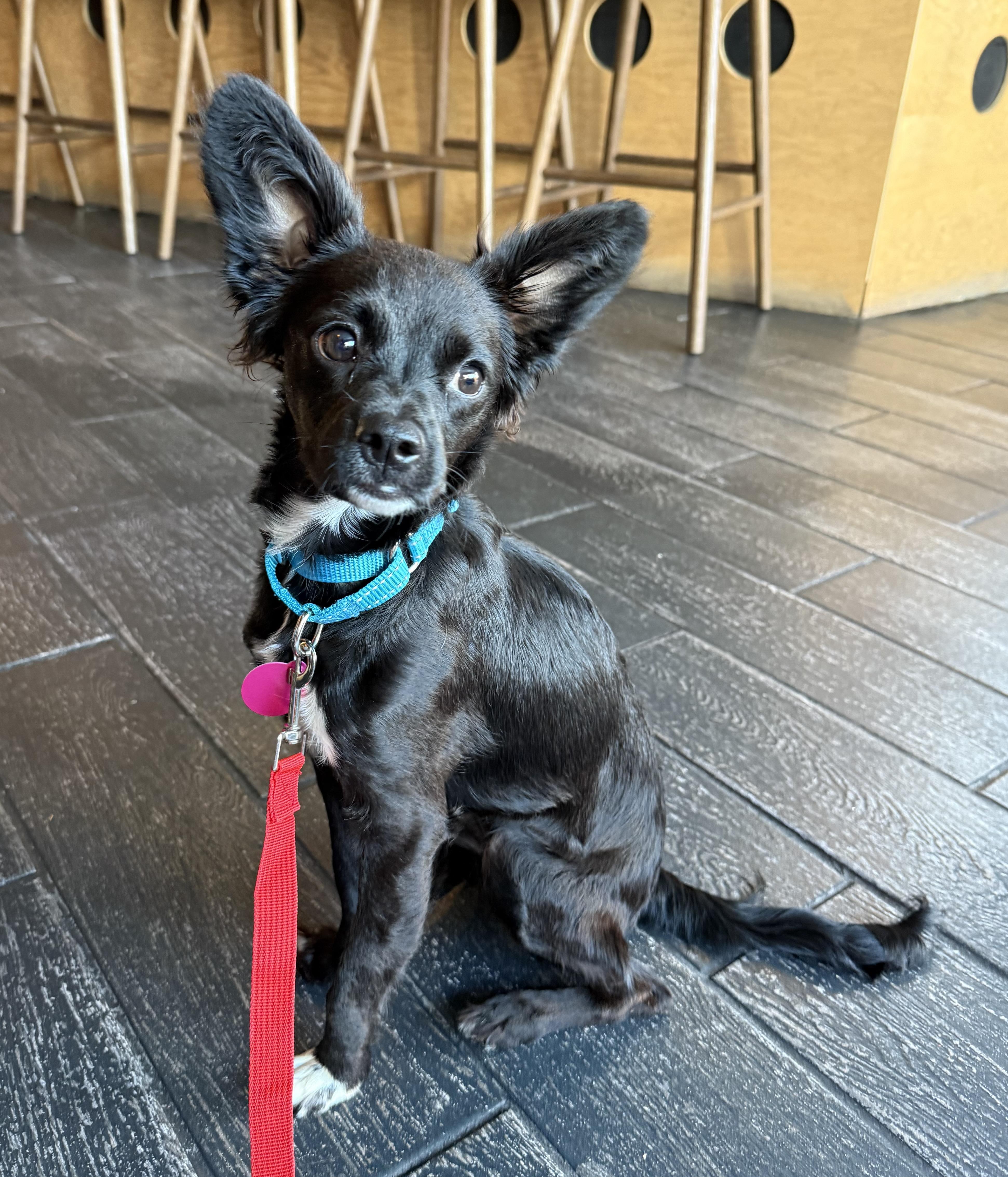 Dog for adoption - Buffy, a Chihuahua Mix in Brooklyn, NY | Petfinder