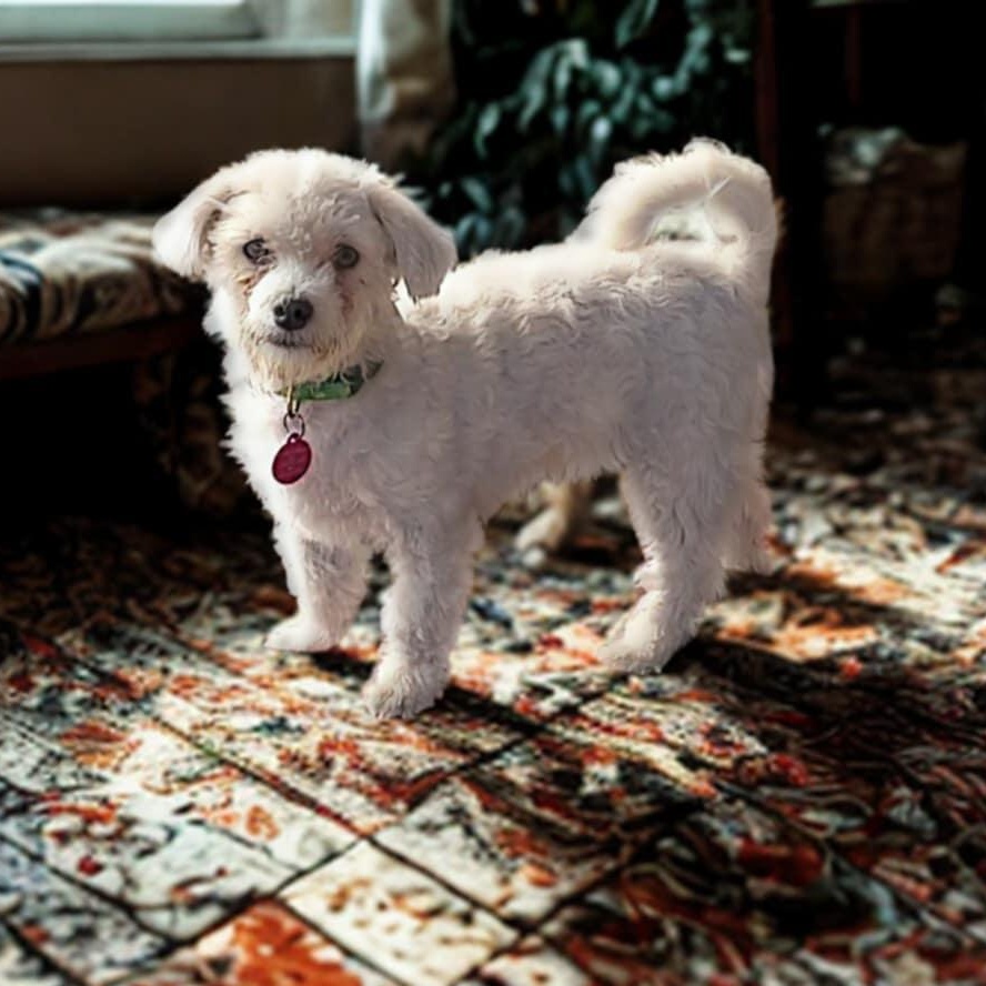 Enlarge Casper, a ADOPTABLE Maltipoo in Encinitas, CA image 4/5