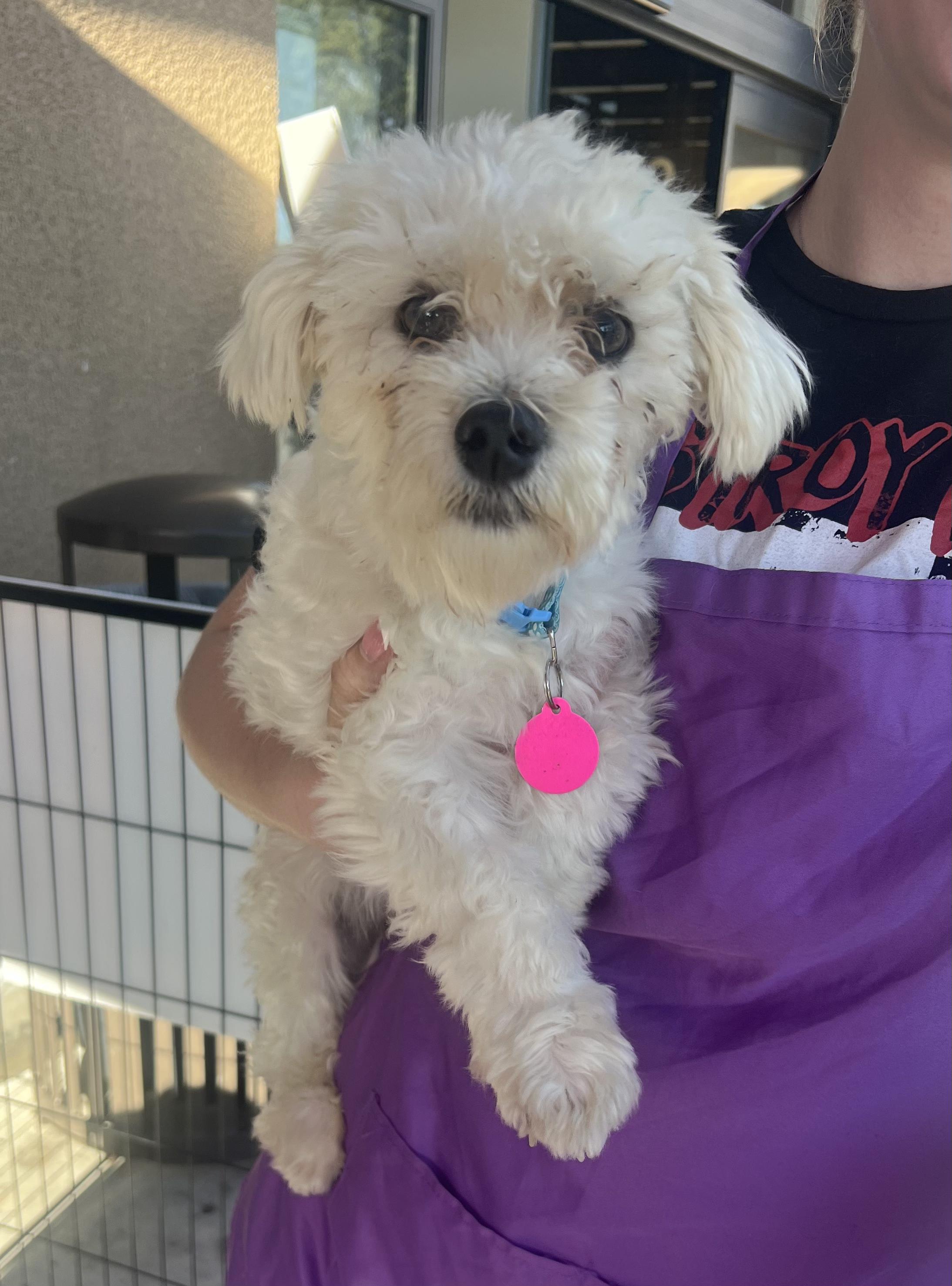 Casper, ADOPTABLE, Puppy Male Maltipoo.