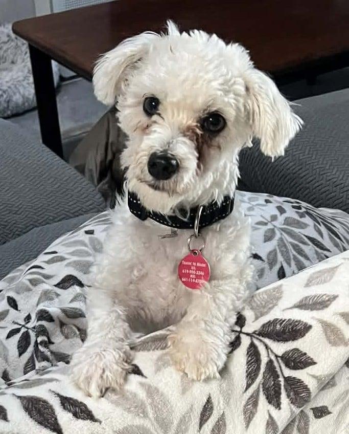 Enlarge Casper, a ADOPTABLE Maltipoo in Encinitas, CA image 2/5