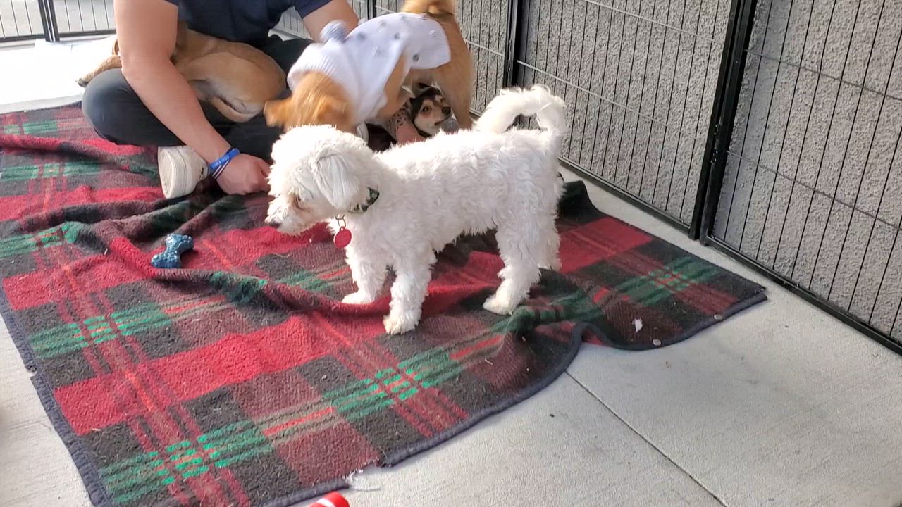 Enlarge Casper, a ADOPTABLE Maltipoo in Encinitas, CA video 3/5
