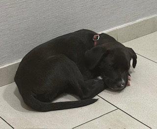 Enlarge Krewe - Adoptiion Pending!, a Adoptable mixed breed in Oakhurst, NJ image 1/3