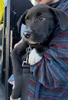 Enlarge Krewe - Adoptiion Pending!, a Adoptable mixed breed in Oakhurst, NJ image 2/3