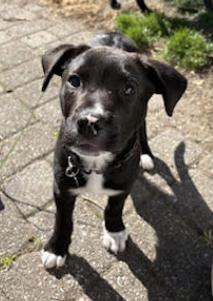 Enlarge Krewe - Adoptiion Pending!, a Adoptable mixed breed in Oakhurst, NJ image 3/3