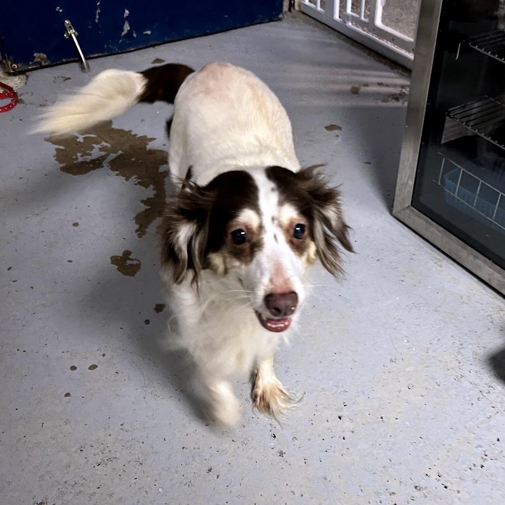 Jingle, Adoptable, Adult Female Mixed Breed.