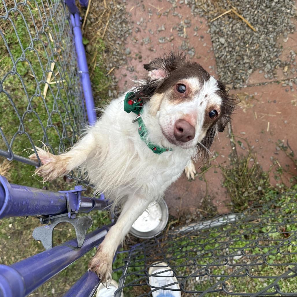 Enlarge Jingle, a Adoptable Mixed Breed in Uniontown, PA image 2/4