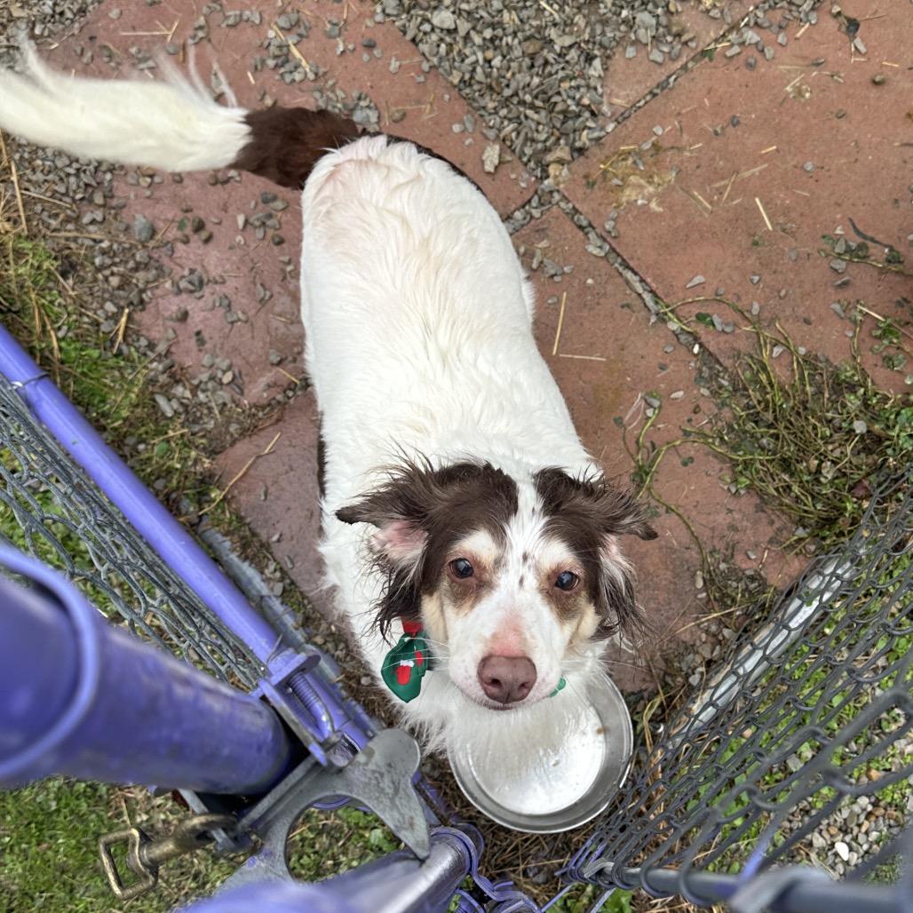 Enlarge Jingle, a Adoptable Mixed Breed in Uniontown, PA image 3/4