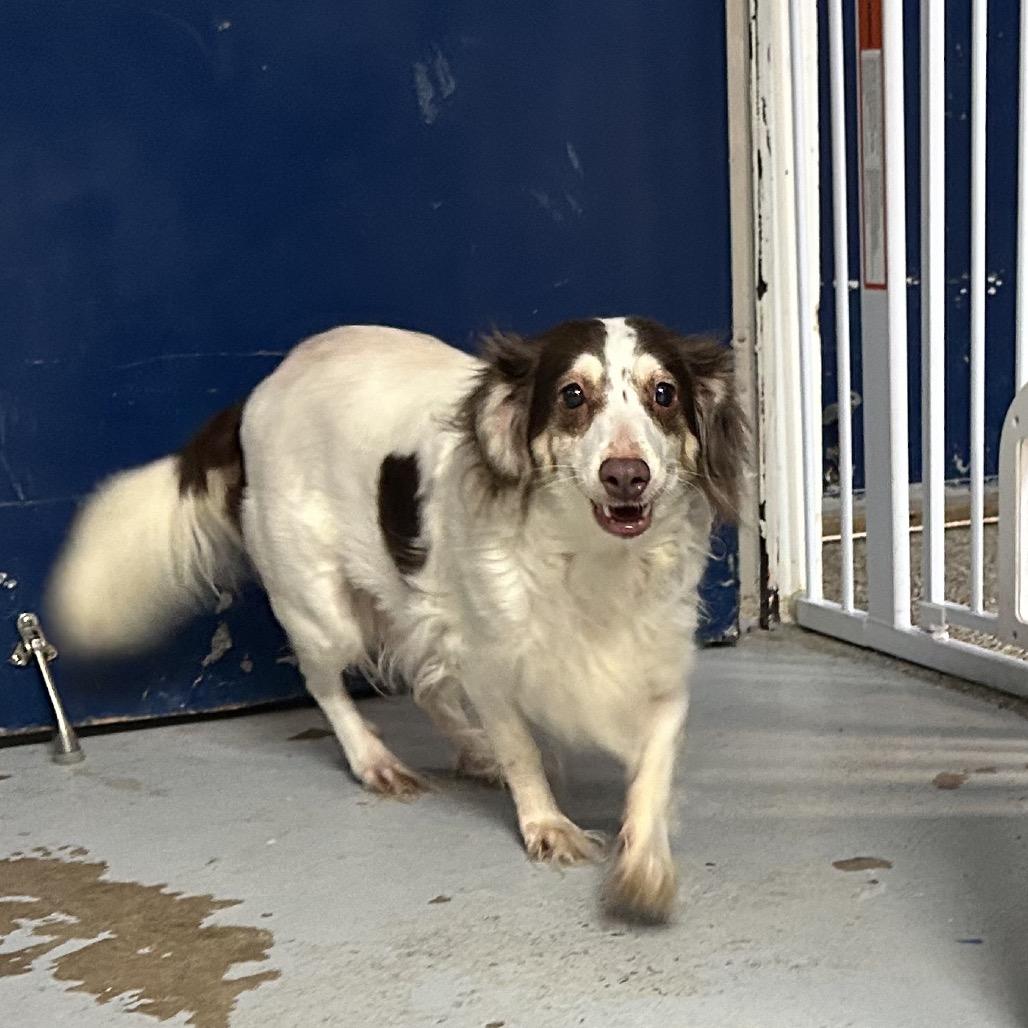 Enlarge Jingle, a Adoptable Mixed Breed in Uniontown, PA image 4/4
