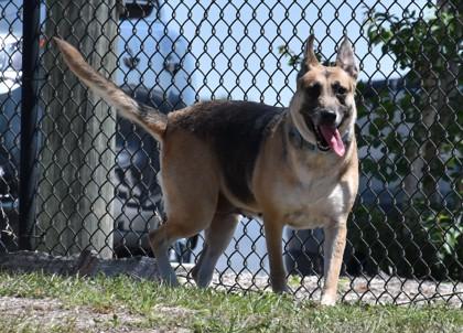 Enlarge Peanut, a ADOPTABLE mixed breed in Inverness, FL image 2/2
