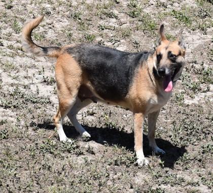 Peanut, ADOPTABLE, Adult Female German Shepherd Dog & Labrador Retriever.