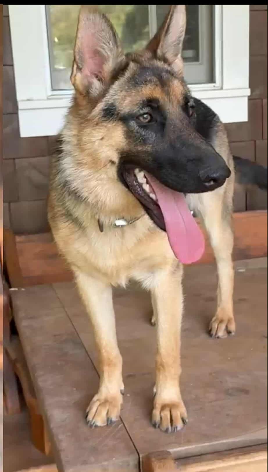 Enlarge Gemma, a Adopted German Shepherd Dog in Palgrave, ON image 1/1