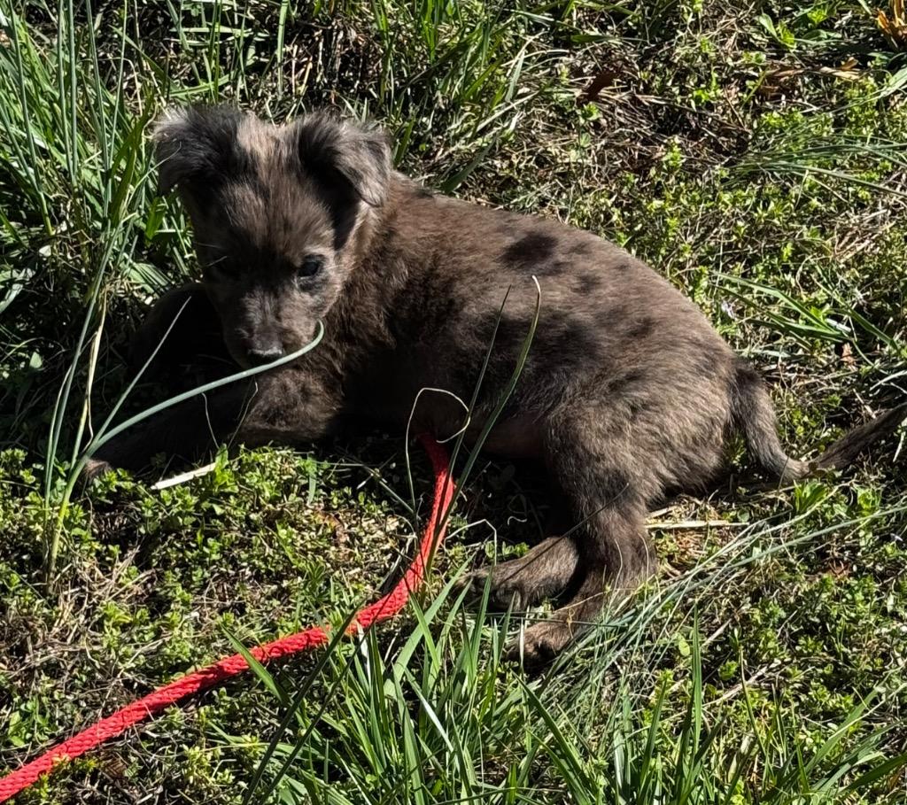 Enlarge Kraken, a Adoptable mixed breed in Clinton, SC image 1/2