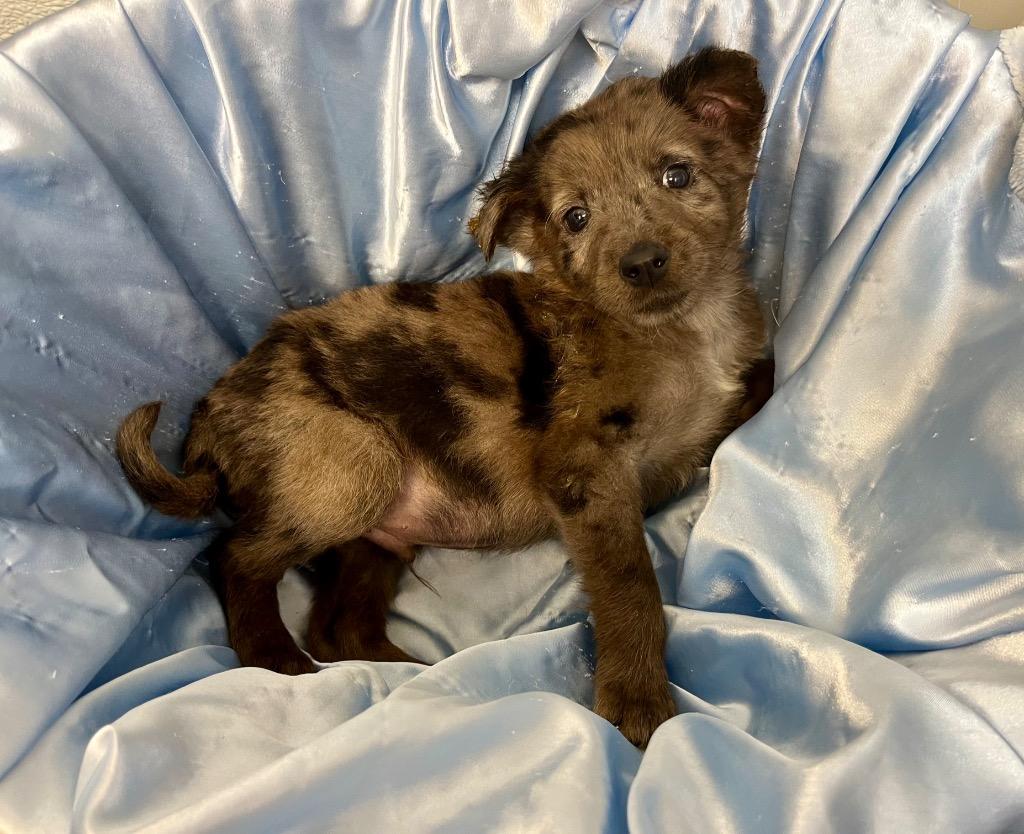 Enlarge Kraken, a Adoptable mixed breed in Clinton, SC image 2/2