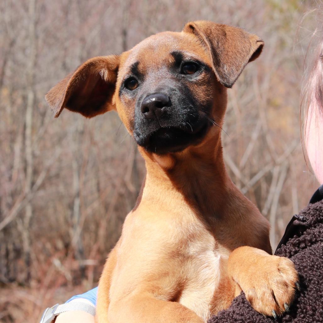 Enlarge CT Octavia, a Adoptable mixed breed in Stormville, NY image 1/5