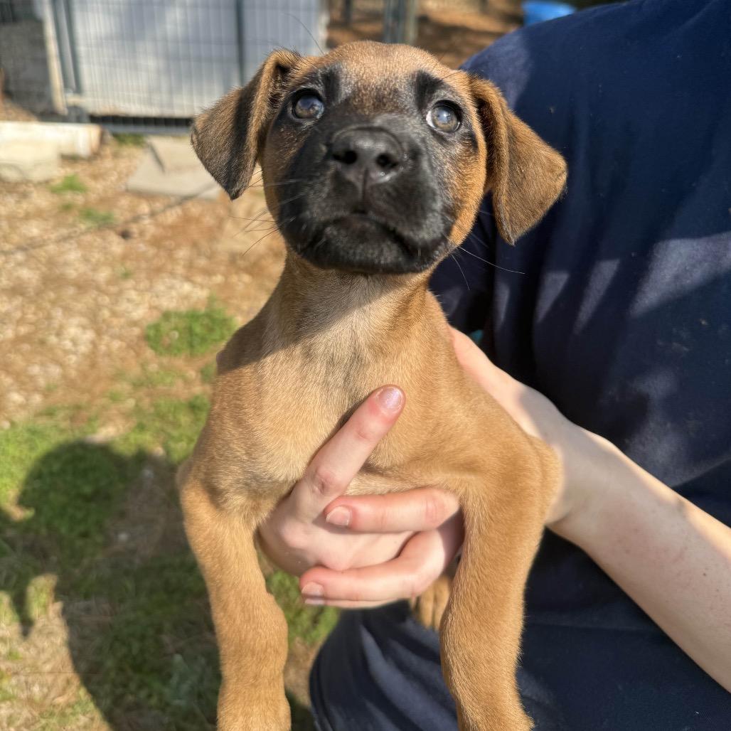 Enlarge CT Octavia, a Adoptable mixed breed in Stormville, NY image 2/5