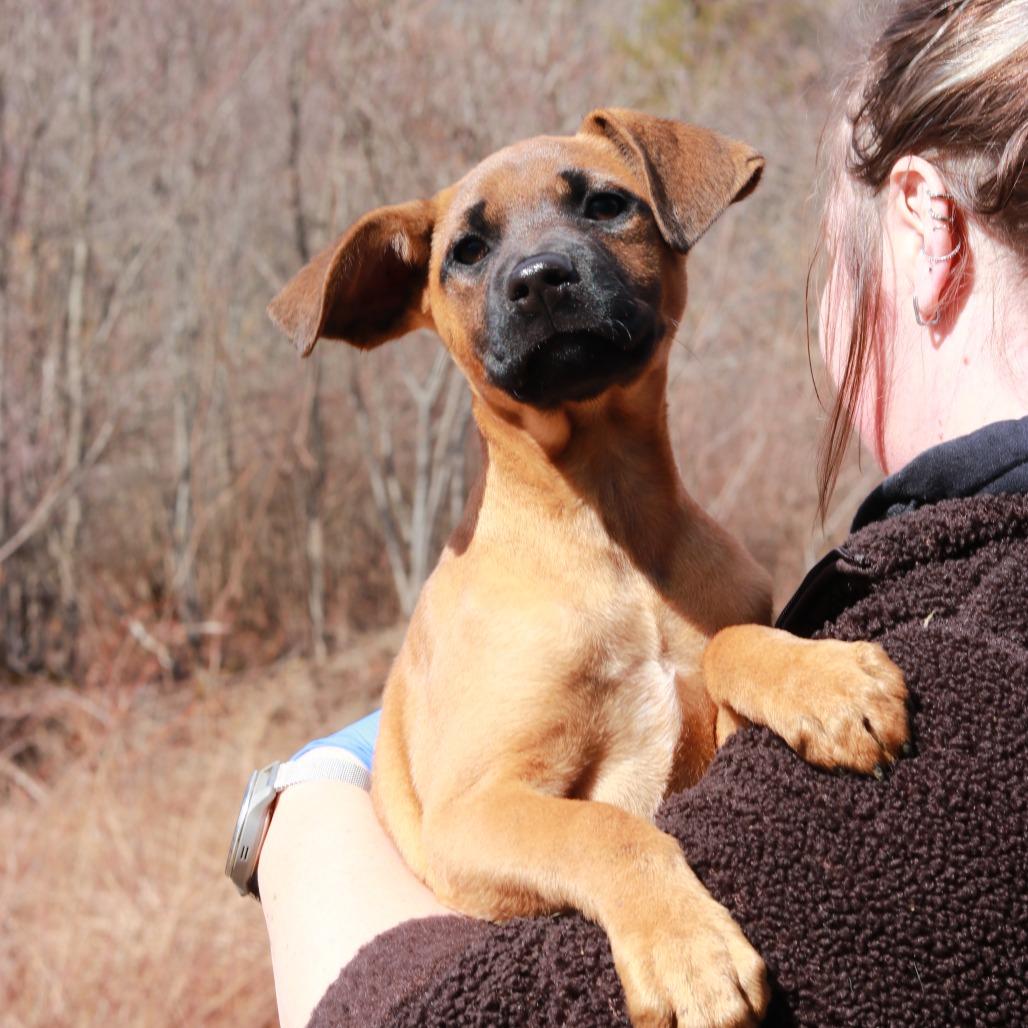 Enlarge CT Octavia, a Adoptable mixed breed in Stormville, NY image 3/5