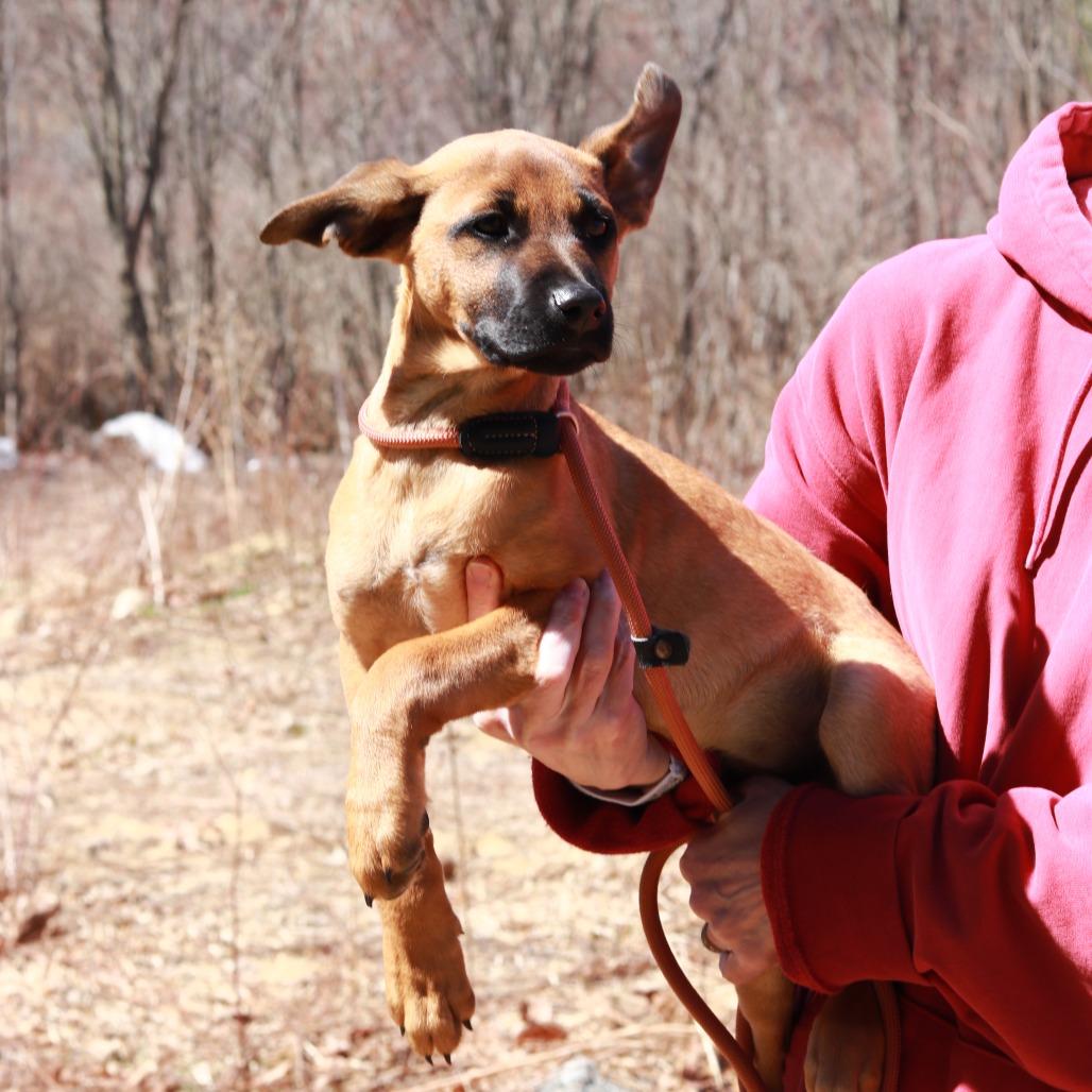 Enlarge CT Octavia (Fostered in Tolland, CT), a Adoptable mixed breed in Stormville, NY image 4/6