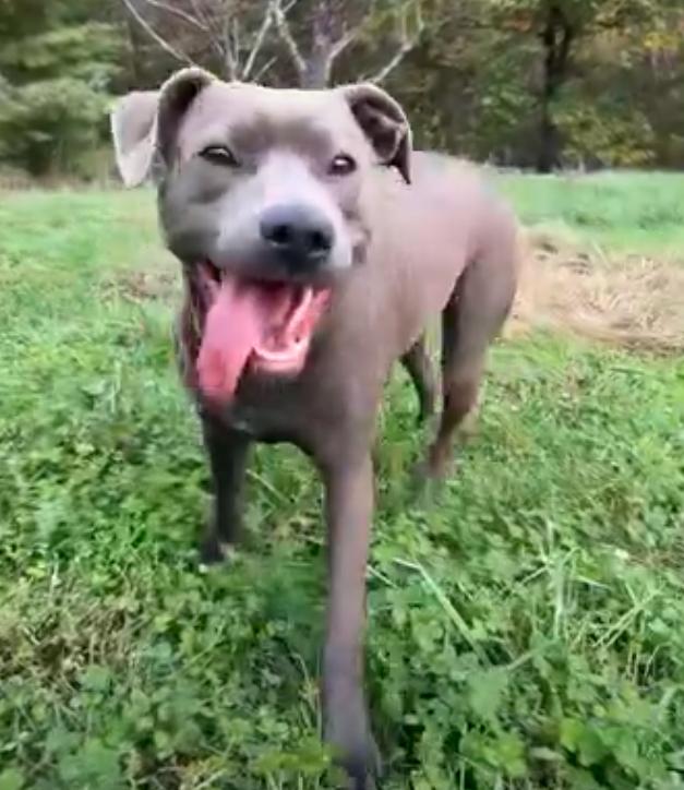 Shadow, adopted, Adult Female Terrier.