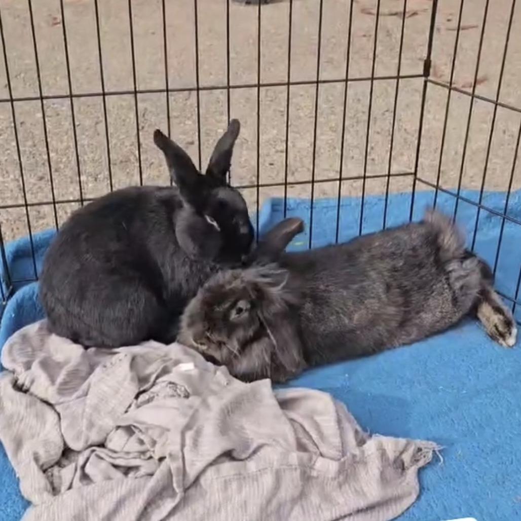 Serena (Bonded with Donut), a Adoptable American in Elverta, CA image 1/2