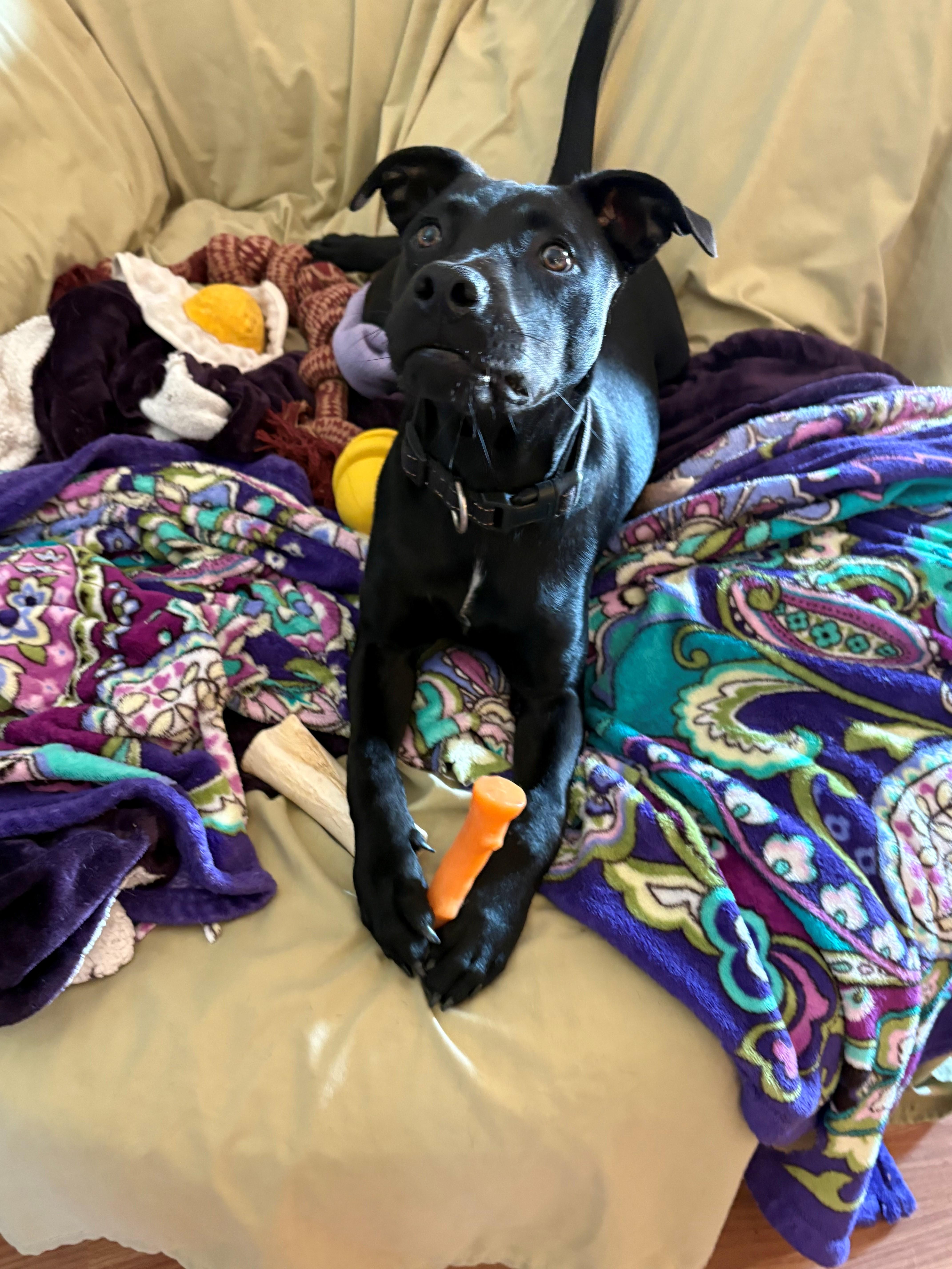 Enlarge Duke Dynasty, a Adoptable mixed breed in Woburn, MA image 5/5