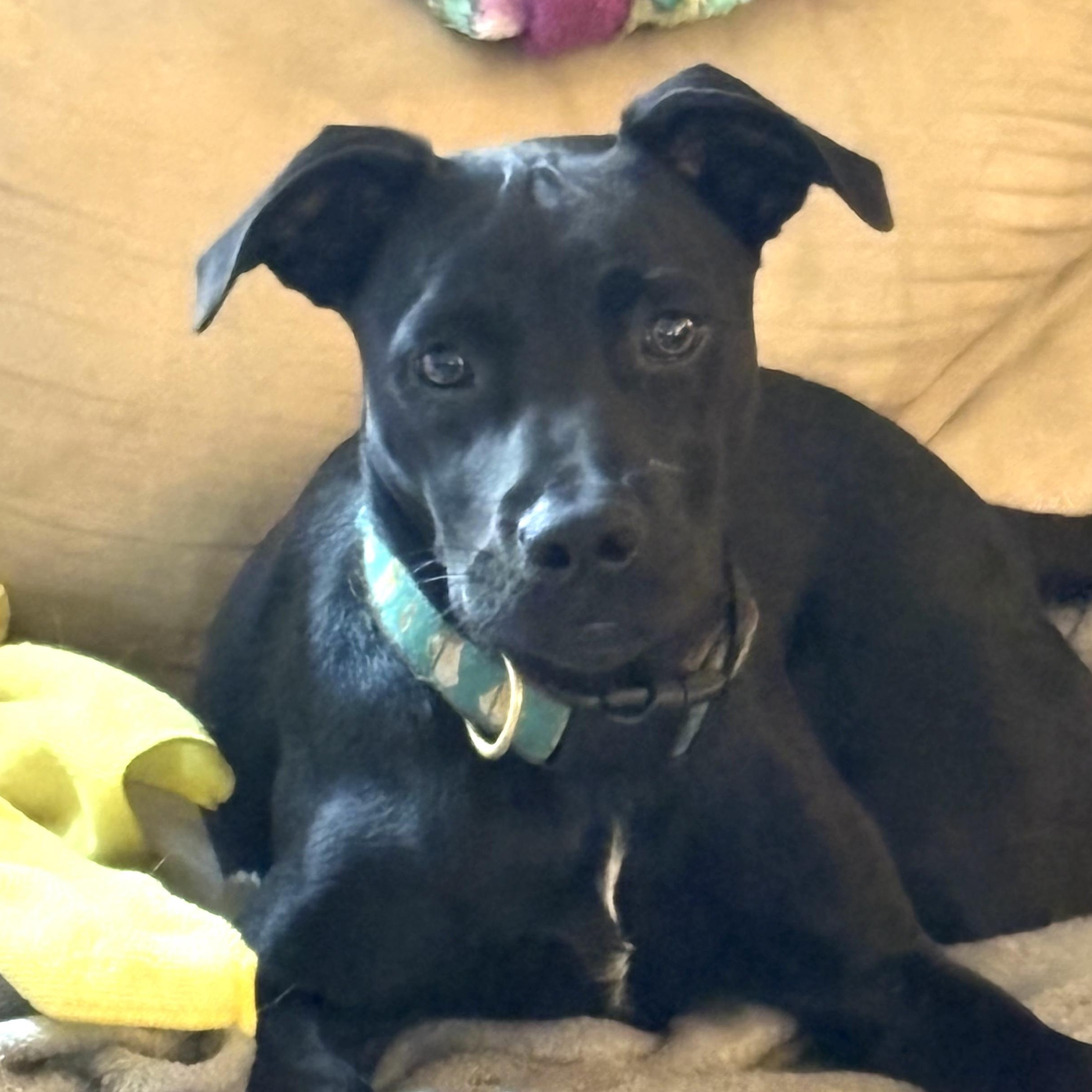 Enlarge Duke Dynasty, a Adoptable mixed breed in Woburn, MA image 1/5