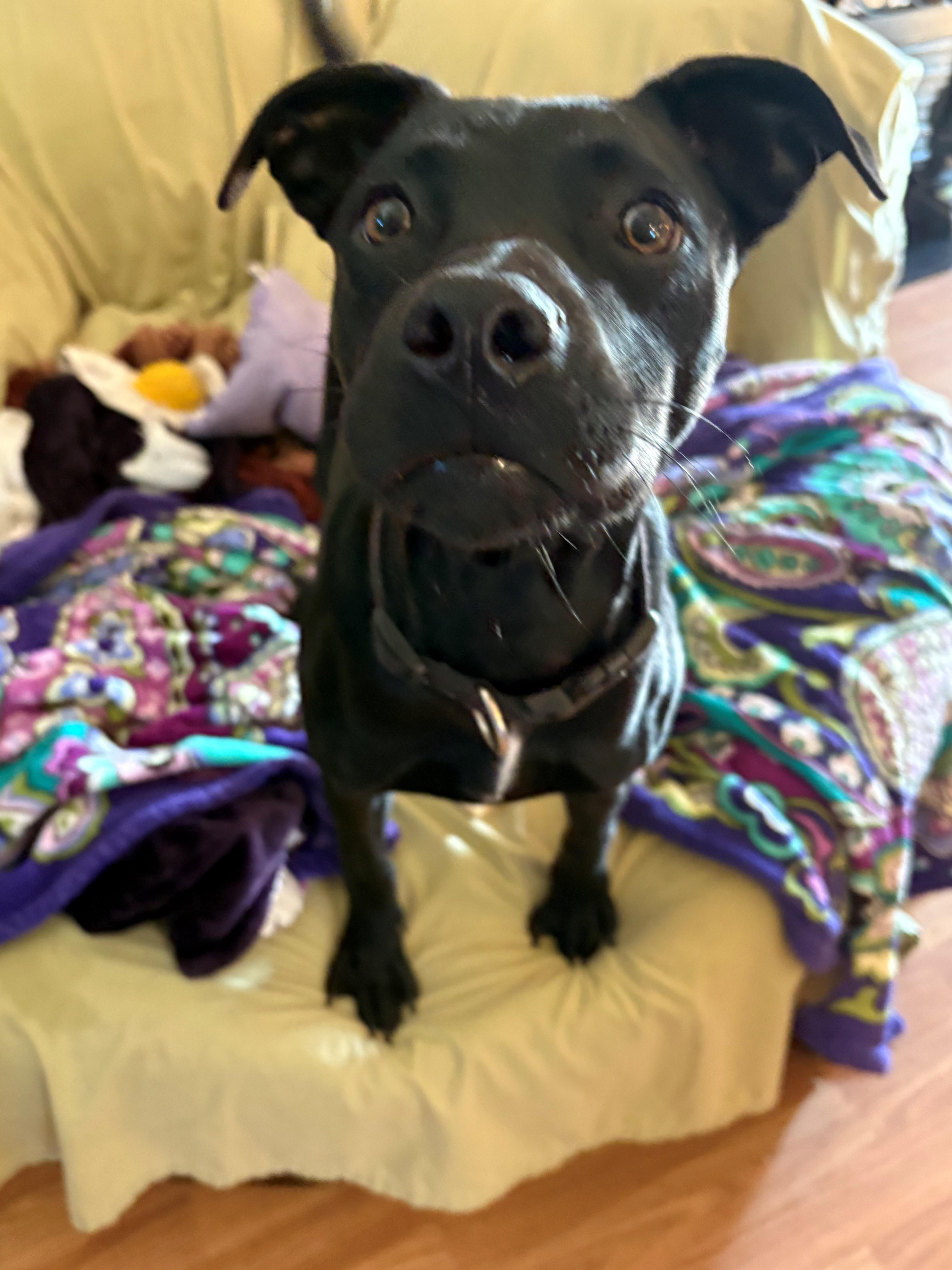 Enlarge Duke Dynasty, a Adoptable mixed breed in Woburn, MA image 4/5