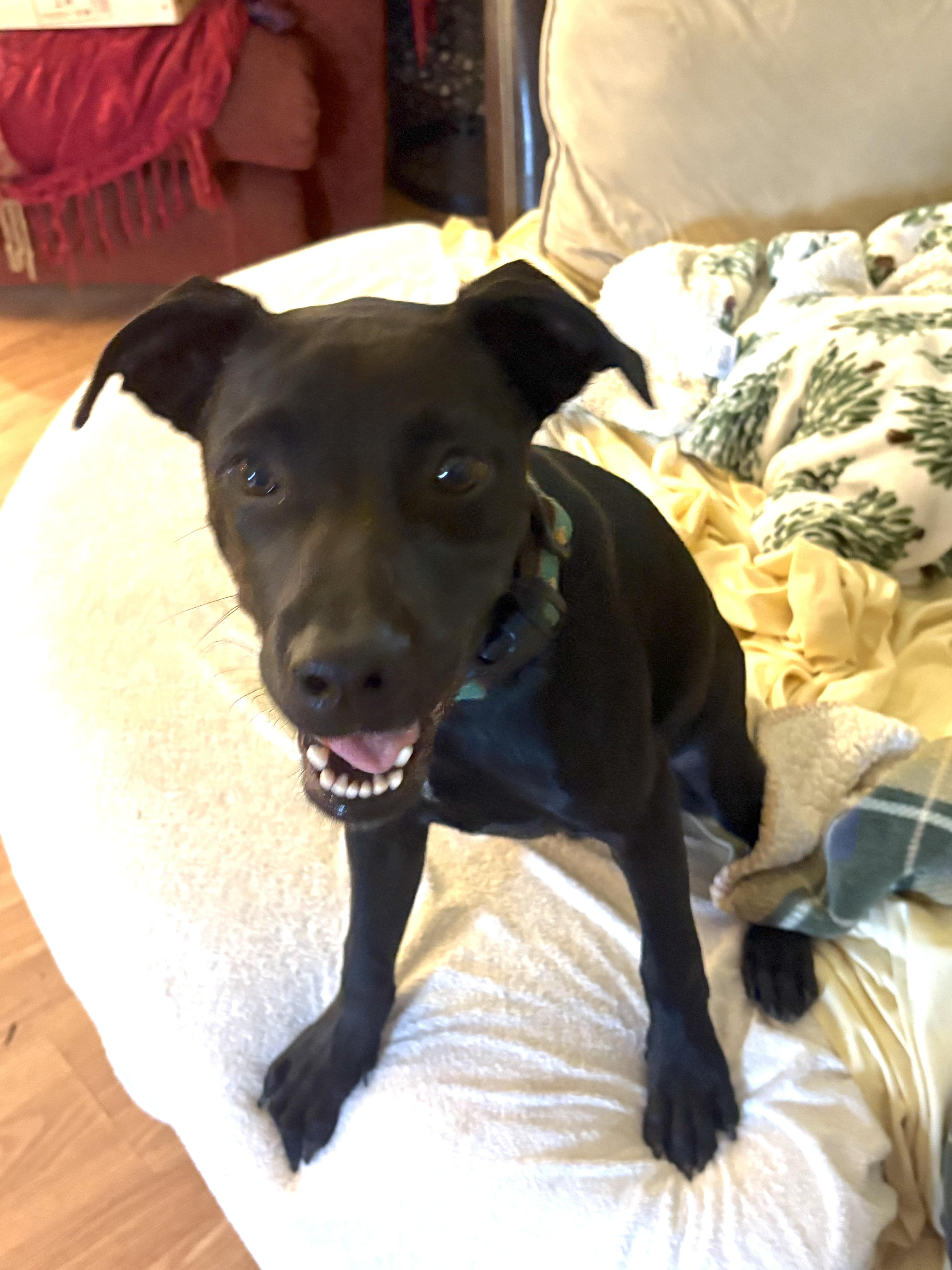 Enlarge Duke Dynasty, a Adoptable mixed breed in Woburn, MA image 2/5