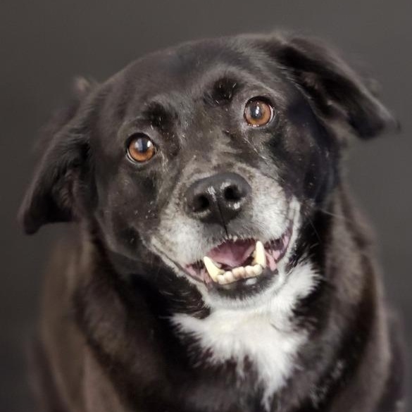 Nina, adopted, Adult Female Mixed Breed.