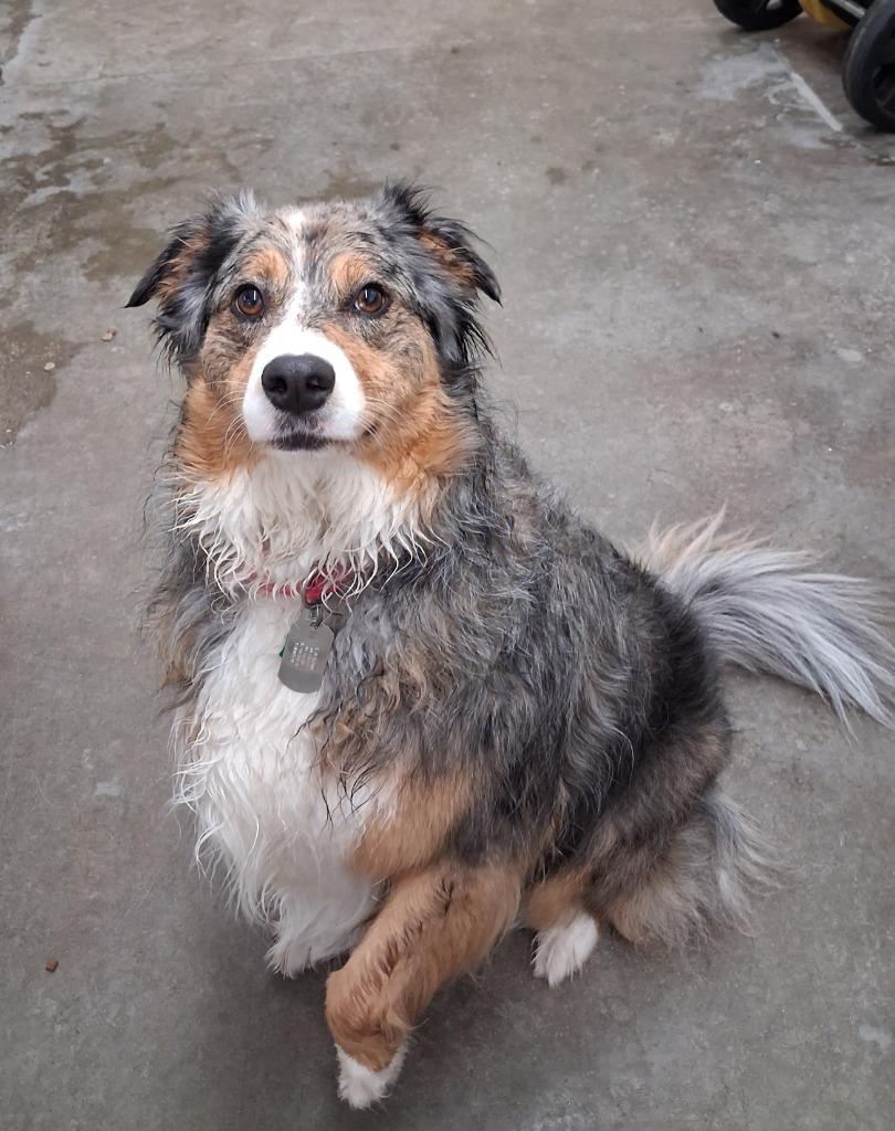 Skye, Adoptable, Adult Female Australian Cattle Dog / Blue Heeler.