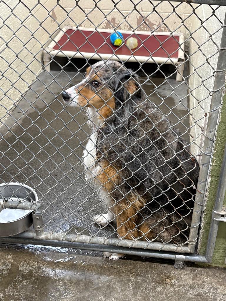 Enlarge Skye, a Adoptable Australian Cattle Dog / Blue Heeler in St. Helens, OR image 2/3