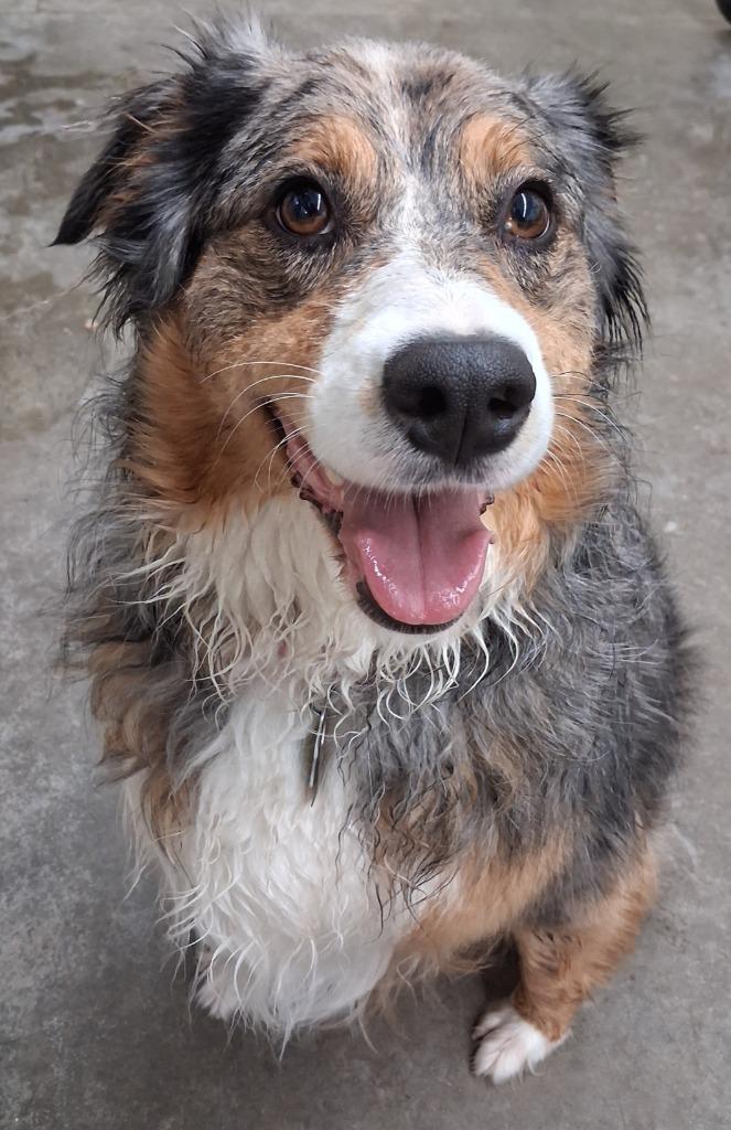 Enlarge Skye, a Adoptable Australian Cattle Dog / Blue Heeler in St. Helens, OR image 3/3