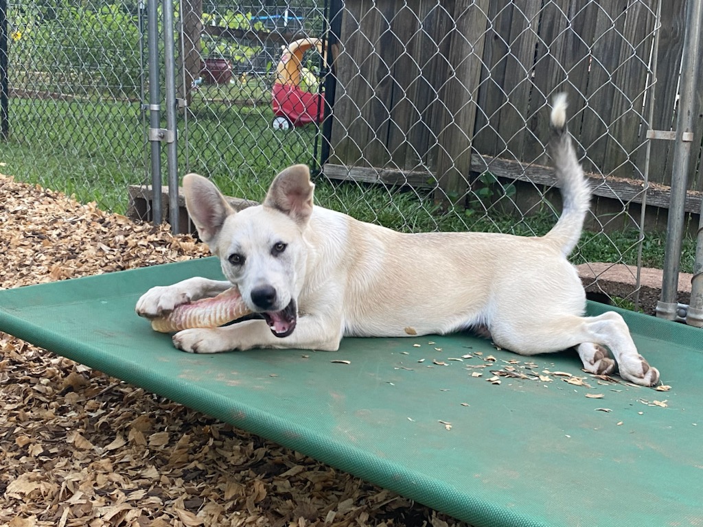 Patsy, a Adoptable mixed breed image 1/4