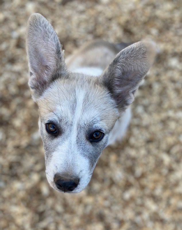 Patsy, a Adoptable mixed breed image 2/4