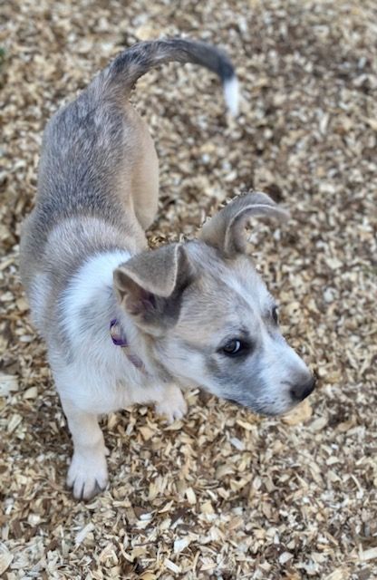 Patsy, a Adoptable mixed breed image 3/4