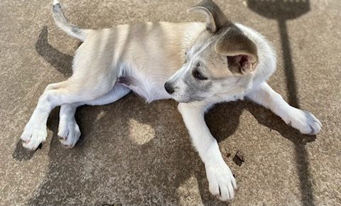 Patsy, a Adoptable mixed breed image 4/4