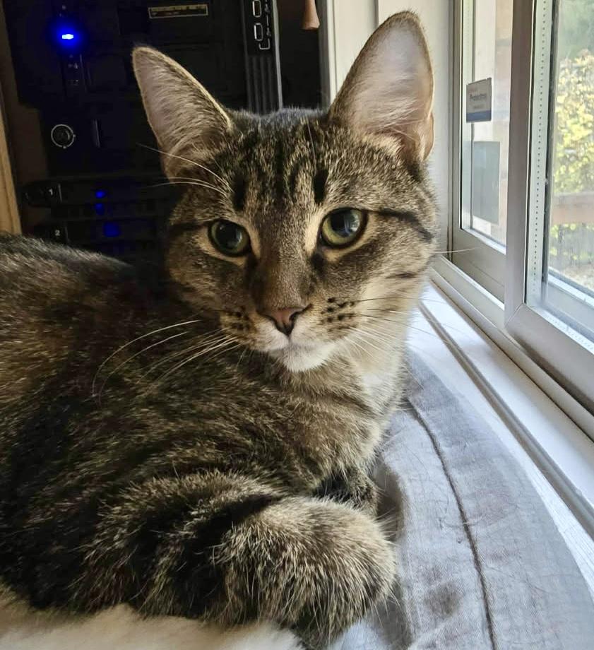 Enlarge Annie, a ADOPTABLE Domestic Short Hair in WOODSTOCK, ON image 1/1