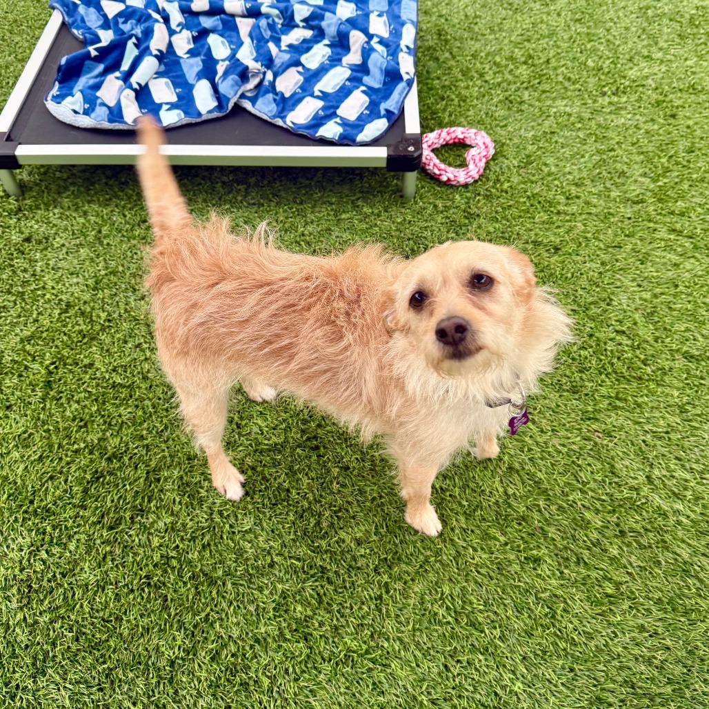 Enlarge Chica, a Adoptable Terrier in Agoura Hills, CA image 1/4