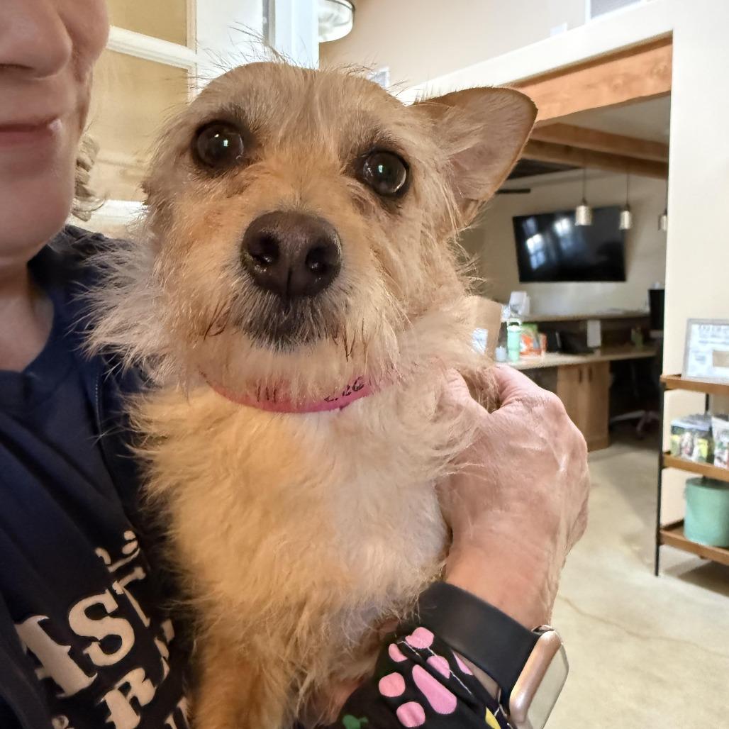 Enlarge Chica, a Adoptable Terrier in Agoura Hills, CA image 2/4