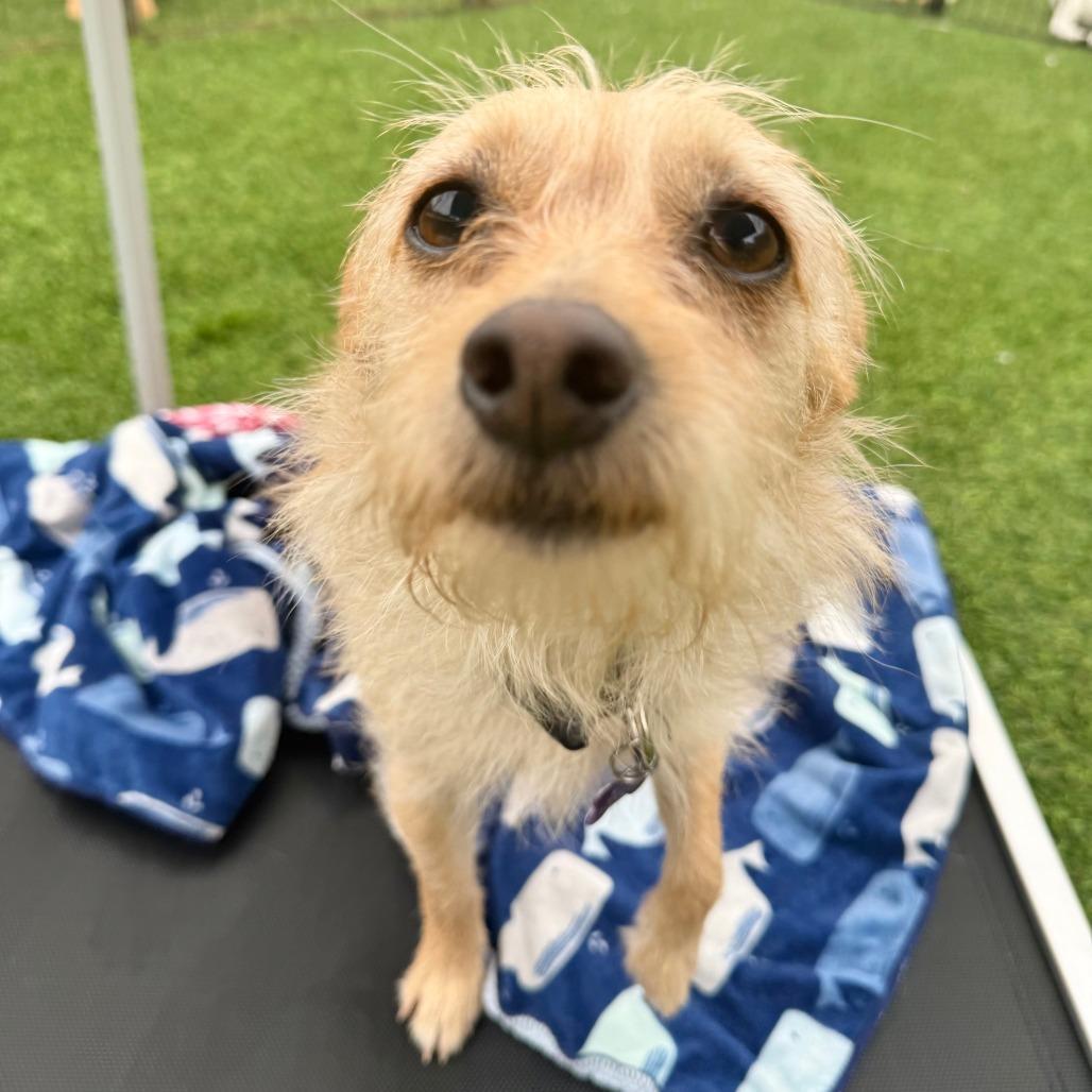 Enlarge Chica, a Adoptable Terrier in Agoura Hills, CA image 3/4