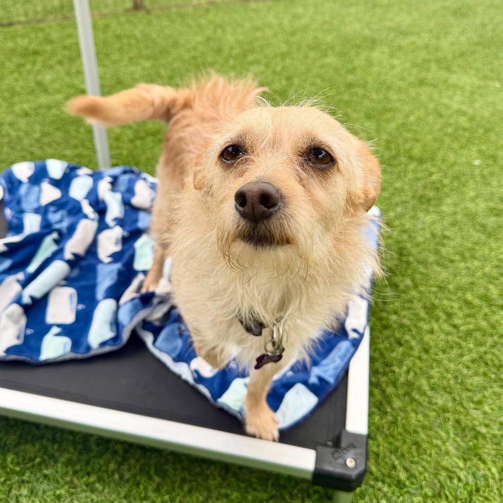 Enlarge Chica, a Adoptable Terrier in Agoura Hills, CA image 4/4