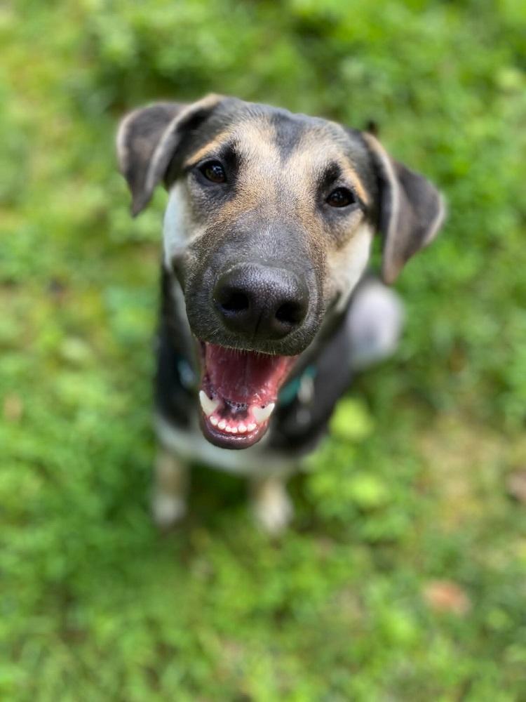 Enlarge Stryder, a Adoptable mixed breed in Chevy Chase, MD image 1/1