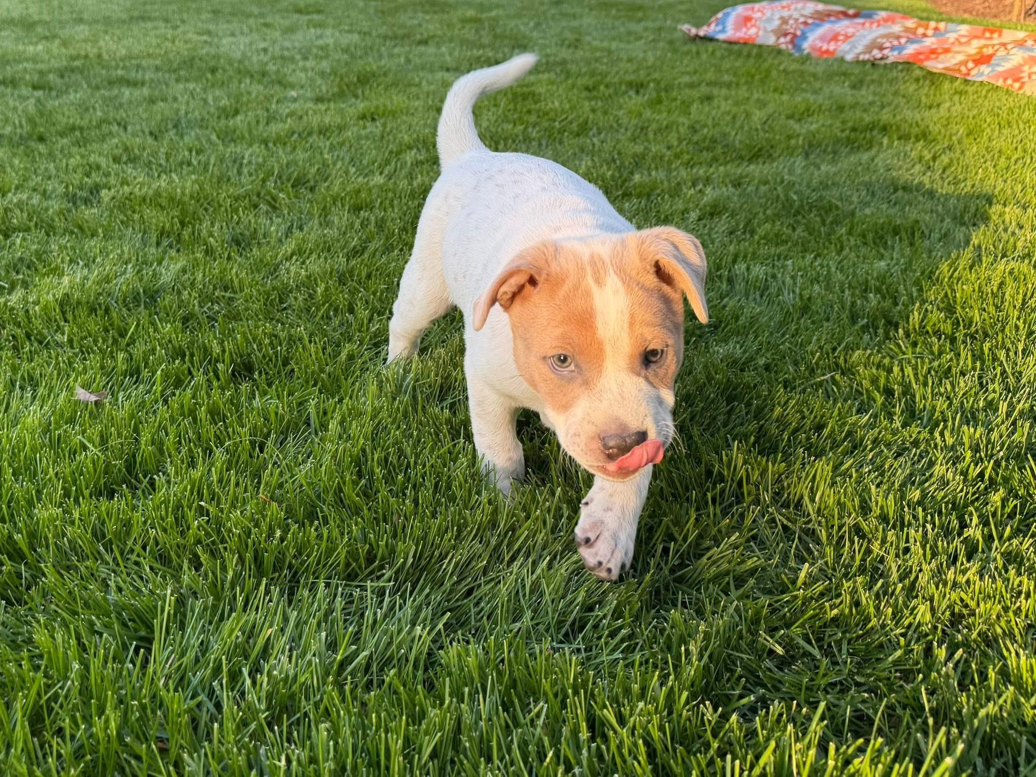Marshall , ADOPTABLE, Puppy Male Boxer & Pit Bull Terrier.