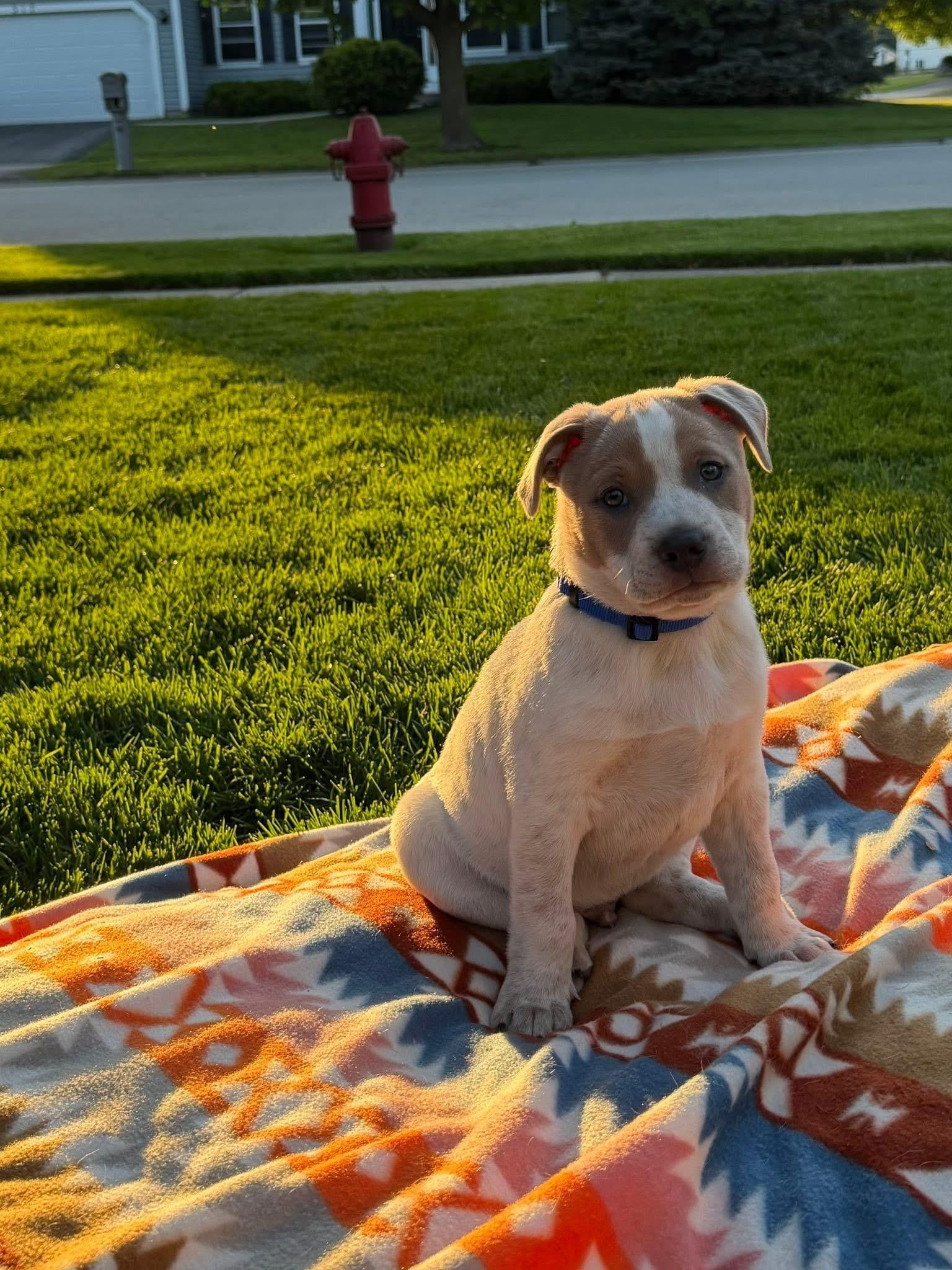Marshall , a ADOPTABLE mixed breed in Oswego, IL image 2/3