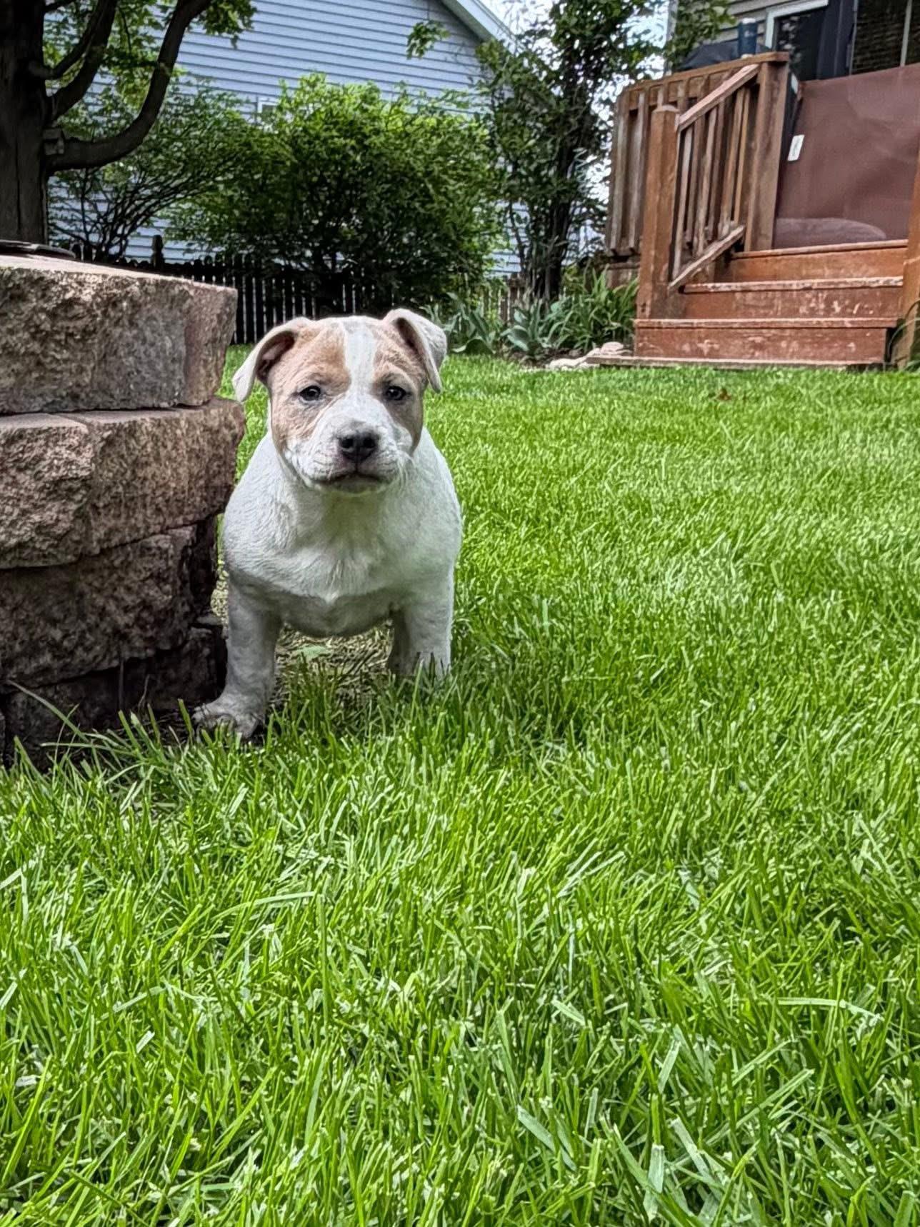 Marshall , a ADOPTABLE mixed breed in Oswego, IL image 3/3