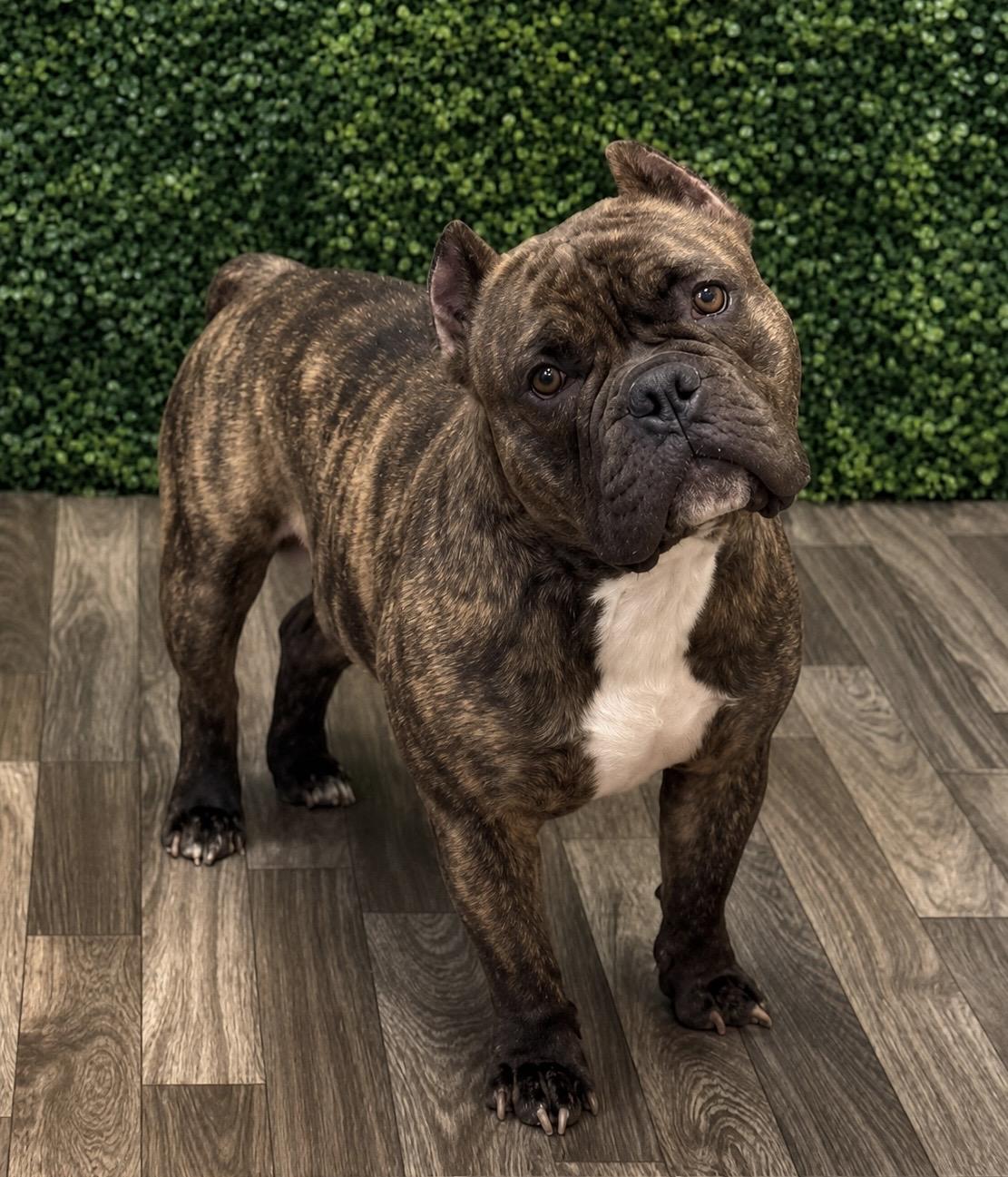 Hipster, ADOPTABLE, Adult Male English Bulldog & French Bulldog.